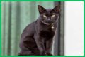 Can a Bombay cat have green eyes? – Janet-Panic.com